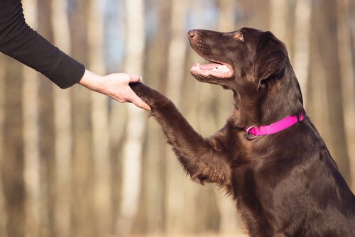 Como treinar a inteligência do seu cão Como treinar a inteligência do seu cão