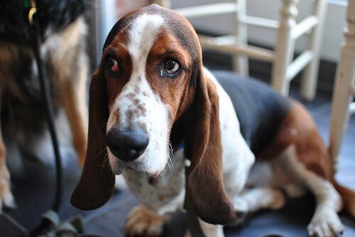 Basset hound