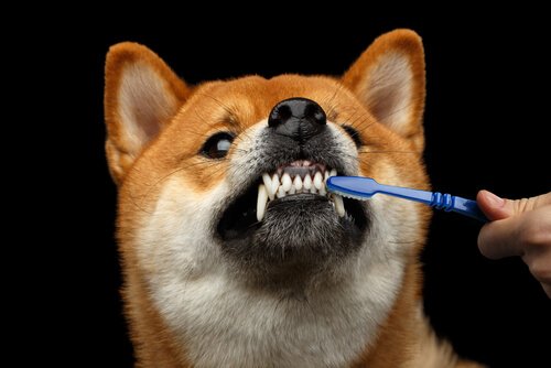 E se meu cachorro não me deixa limpar seus dentes?