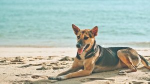 Por que seu cachorro se deita ao sol?