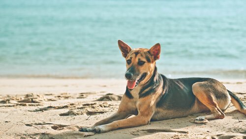 Por que seu cachorro se deita ao sol? Por que seu cachorro se deita ao sol?