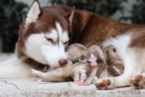 filhotes de husky com a mãe