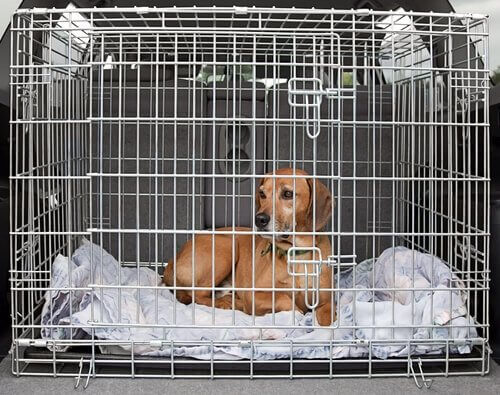 Cachorro numa caixa de transporte