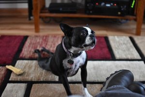Afinal, os cães podem fazer ioga?