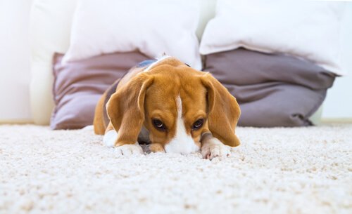 Cachorro escondendo rosto no tapete