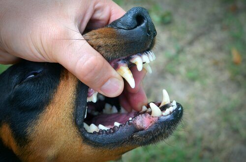 Dentes de um cachorro