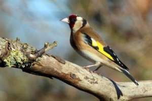 Aves com cantos bonitos: conheça 5 delas