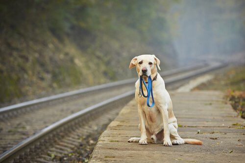 5 dicas para encontrar cão perdido