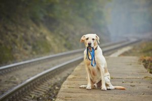 O que fazer se encontrar um animal perdido