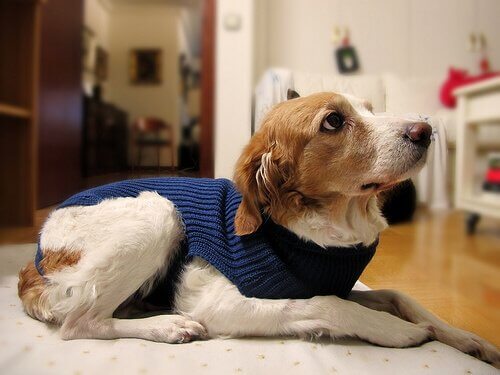 Filhote de cachorro com suéter