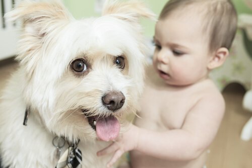 Bebê com cachorro