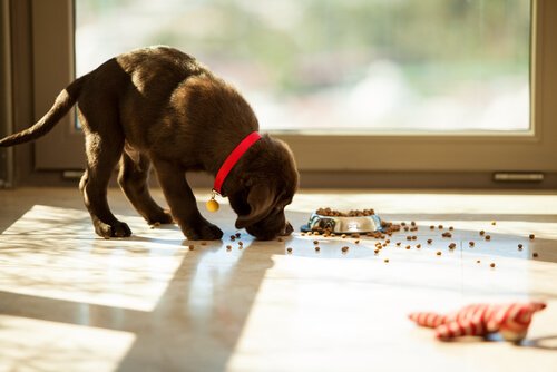 Ansiedade do cão por comida: como solucionar