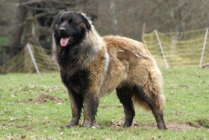 Cão da Serra da Estrela: grande e trabalhador