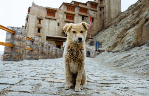 O que fazer se meu cão se perder?