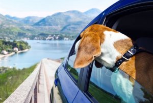 Destinos para ir com seu cão na Semana Santa