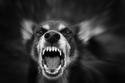 Motivos pelos quais um cão fica agressivo