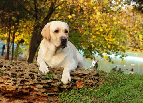 Labrador no parque