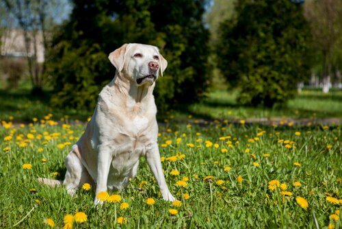cão num campo florido