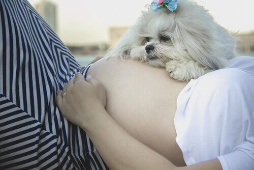 Mulher grávida com cachorro