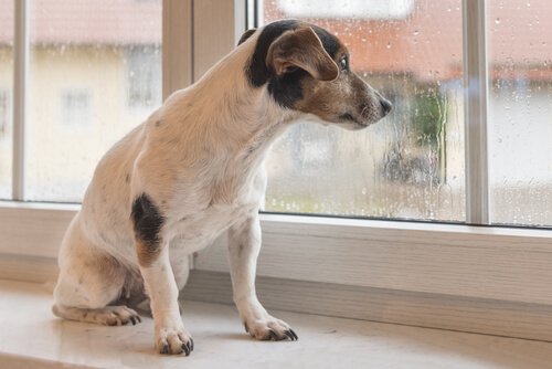 Cachorro olhando pela janela em dia de chuva