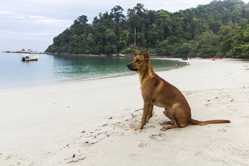 Cachorro na praia