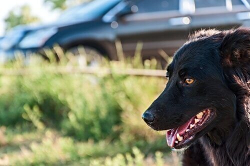 Cachorro sorrindo