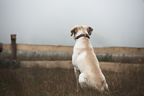 Cão perdido: o que fazer?