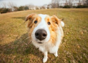 Ressecamento no nariz dos cães: tratamento