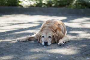 6 formas de descanso dos cães