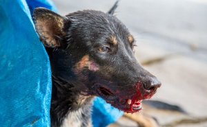 O que fazer se seu cão tossir sangue