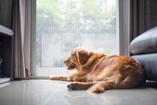 Algumas formas do seu cão ajudar em casa