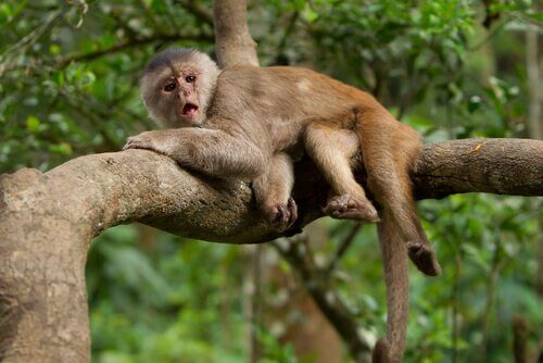 macaco capuchinho