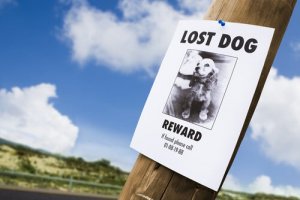 Dicas para encontrar um cão perdido: conheça 5 aqui