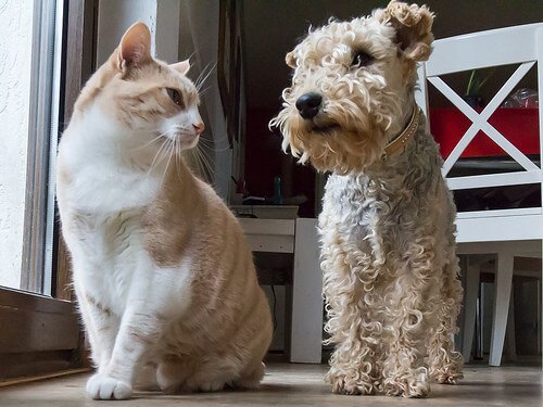 Cachorro e gato podem ser amigos