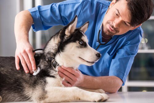 Devo castrar meu cão? Vantagens e inconvenientes