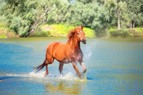Cavalo correndo na água