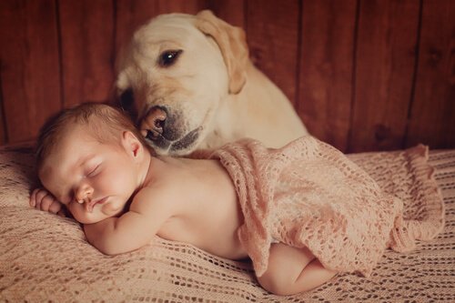 Apresentar o bebê ao seu animal de estimação