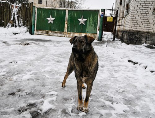 Cachorro em Chernobyl