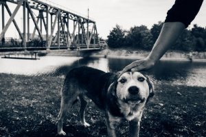Os últimos cães de Chernobyl