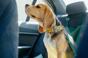Elementos de segurança automotiva para cães