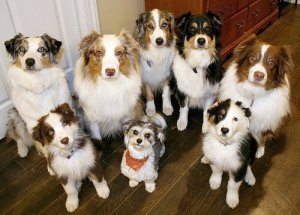 Os cães podem ser clonados?