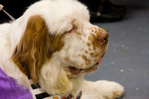 Clumber Spaniel