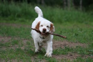 O clumber spaniel: aparência preguiçosa e comportamento divertido