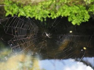 Como as teias de aranha são feitas?