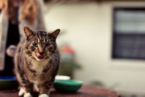 Como mudar a dieta do seu gato: algumas dicas
