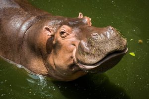 Como os animais transpiram?