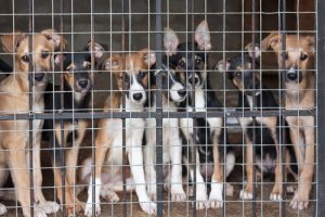 Comprar cães ao invés de adotar fomenta os maus-tratos contra animais