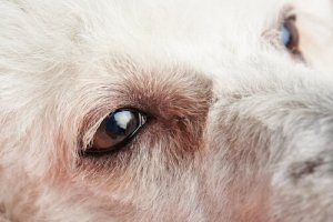 Primeiros sintomas da conjuntivite em cães e o que fazer