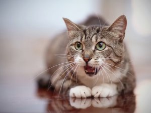 Cio das gatas: algumas dicas sobre o período
