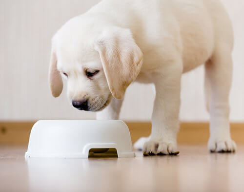 Cachorro constipação intestinal Outlet
